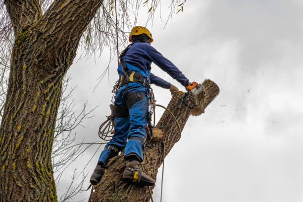 Best Tree Removal  in Folkston, GA